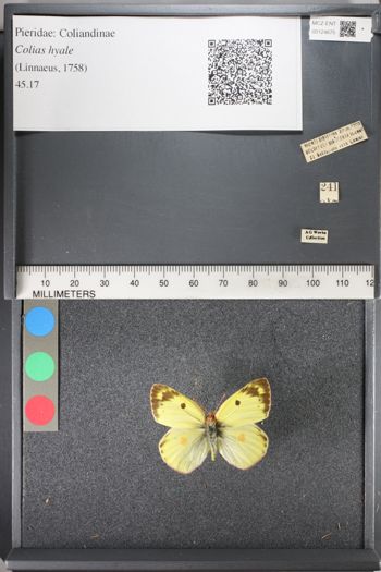 Media type: image;   Entomology 124675